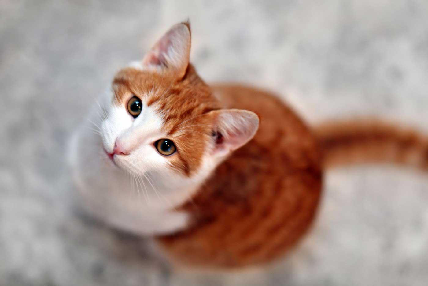 Flea & Tick Preventatives