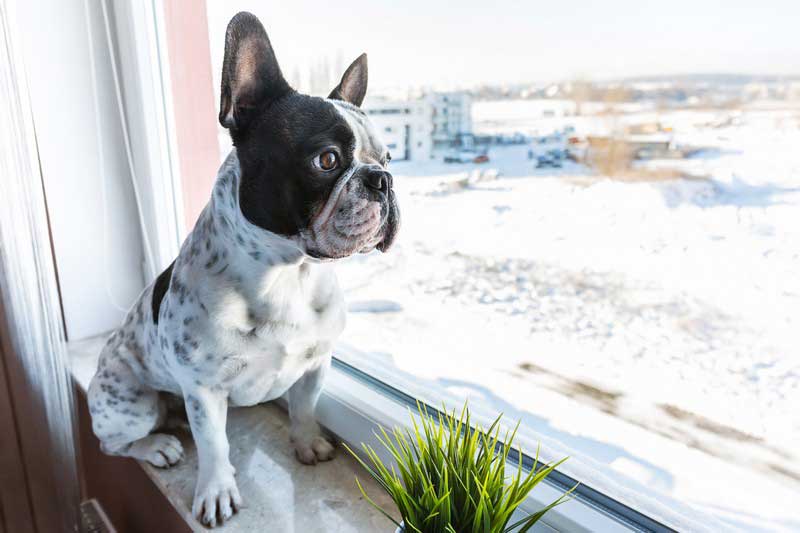 Heartworm Testing & Preventatives